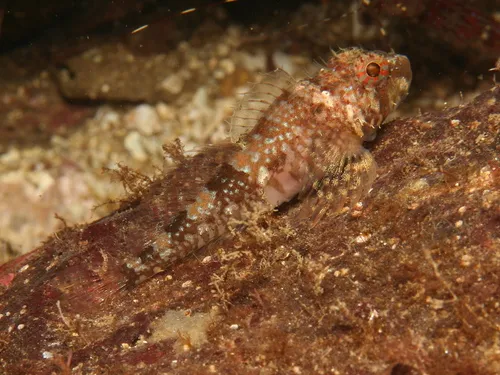 Puget Sound Sculpin