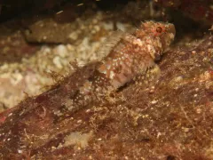 Puget Sound Sculpin thumbnail 1