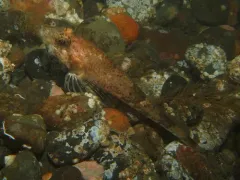 Ribbed Sculpin thumbnail 2