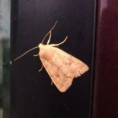 Bicolored Sallow thumbnail 2