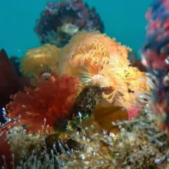 Split-branch Feather Duster Worm thumbnail 1