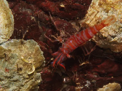 Lebbeus mundus