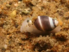 Striped Barrel Snail thumbnail 2