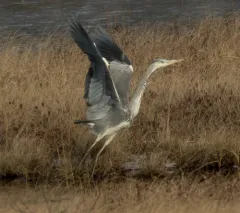 Grey Heron thumbnail 4