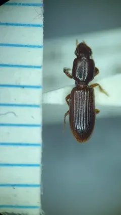 Clivina oregona thumbnail 2