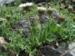 Fanleaf Fleabane thumbnail 4