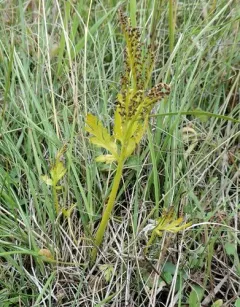lanceleaf moonwort thumbnail 2