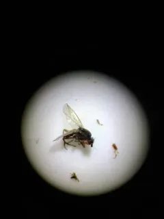 Eulimosina ochripes thumbnail 2