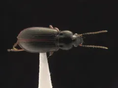 Mourning Harp Ground Beetle thumbnail 2