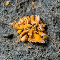 Xanthomendoza mendozae thumbnail 3