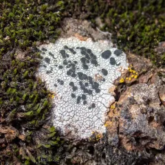 Tile Lichen thumbnail 2