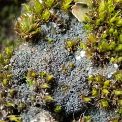 Fuscopannaria cyanolepra thumbnail 1