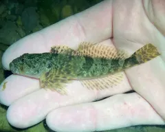 Coastrange Sculpin thumbnail 3