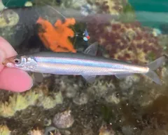 Surf Smelt thumbnail 4