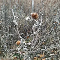 ashy sunflower thumbnail 4