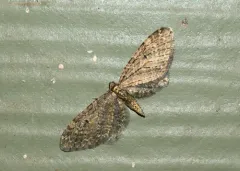 Eupithecia olivacea thumbnail 3