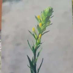 yellow owl's-clover thumbnail 2
