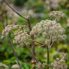 Wild Angelica thumbnail 3