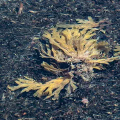 Saw Wrack thumbnail 2