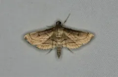 Acrobat Moth thumbnail 2