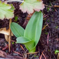 Elegant Rein Orchid thumbnail 4