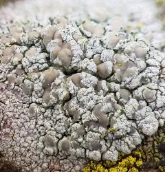 Fused Rim Lichen thumbnail 1