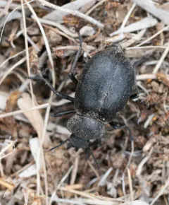 Stenomorpha puncticollis thumbnail 2