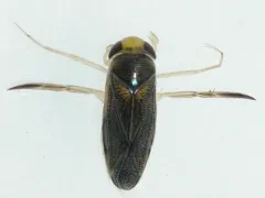 Corisella edulis thumbnail 2