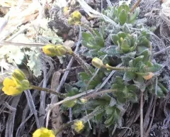 Denseleaf Draba thumbnail 2