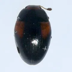 Tritoma humeralis thumbnail 2