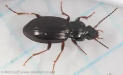 Pterostichus riparius thumbnail 3