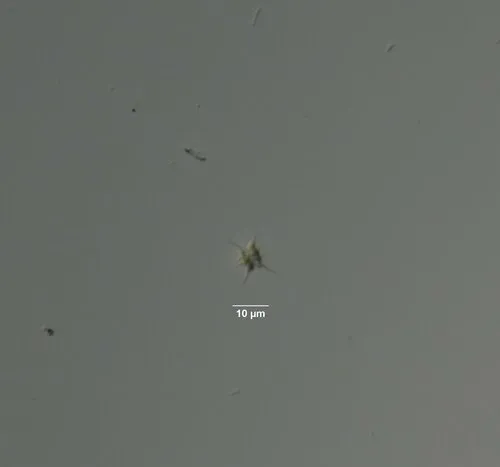 Desmodesmus spinosus
