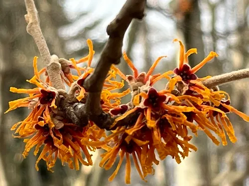 Chinese witch-hazel