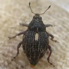 Rhinoncus pericarpius thumbnail 3