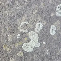 Stonewall Rim Lichen thumbnail 2