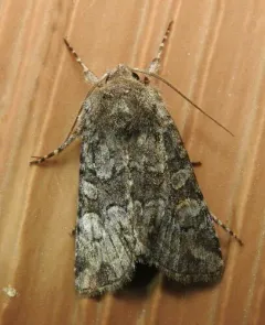 Snaky Arches Moth thumbnail 3