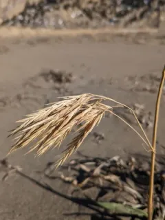 Meadow Brome thumbnail 2