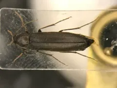 Serropalpus coxalis thumbnail 1