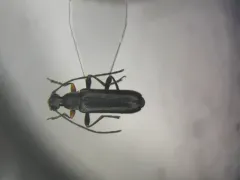 Grammoptera haematites thumbnail 2