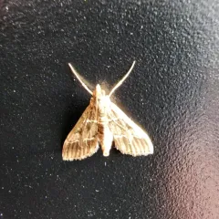 European Pepper Moth thumbnail 4