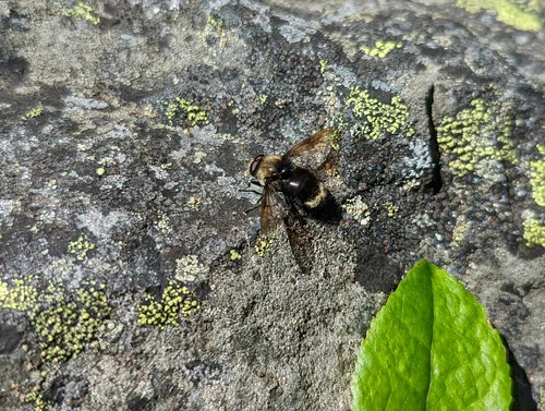 Harvey's Pond Fly