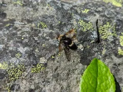 Harvey's Pond Fly thumbnail 1