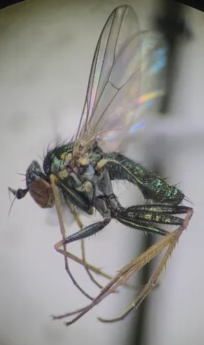Chrysotus lamellifer