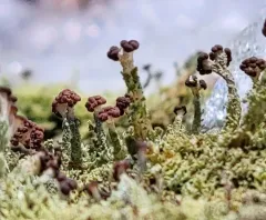 Fence-rail Cladonia thumbnail 3