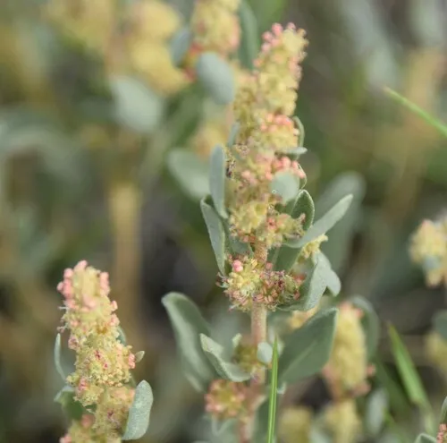 Gardner's Saltbush