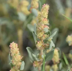 Gardner's Saltbush thumbnail 1