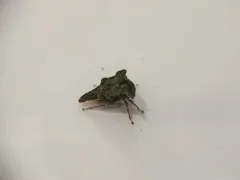 Heliria cristata thumbnail 2