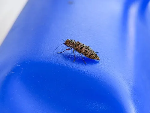 Trachykele nimbosa