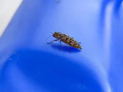 Trachykele nimbosa thumbnail 1
