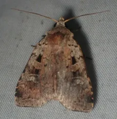 Smaller Pinkish Dart thumbnail 4